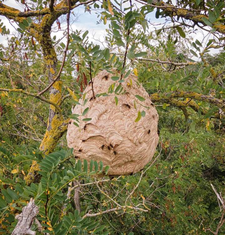 Nous utilisons la technique de bille insecticide paintball pour éliminer efficacement les nuisibles.