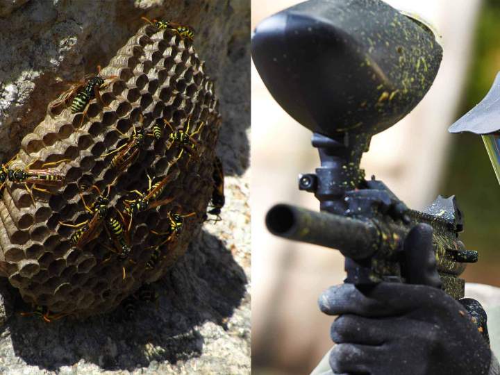 Pistolet paintbal insecticide Preuseville