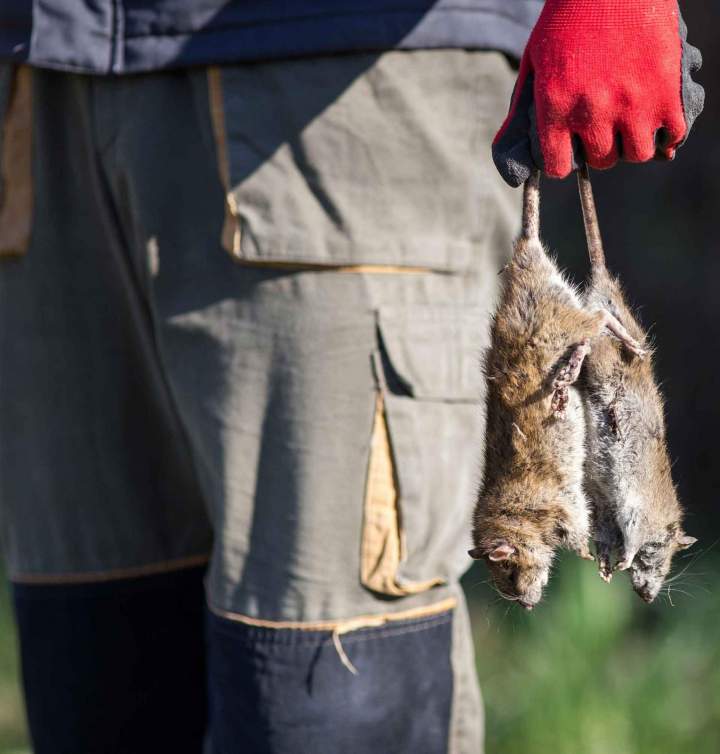 Nous intervenons rapidement pour éliminer toute infestation de rongeurs efficacement.