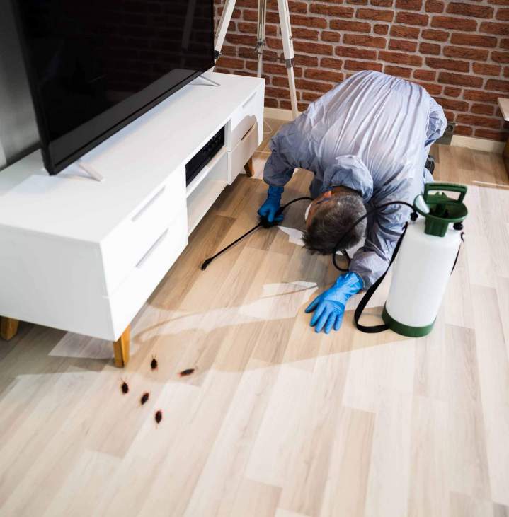 Nous éliminons les nuisibles avec des solutions de désinfection adaptées.