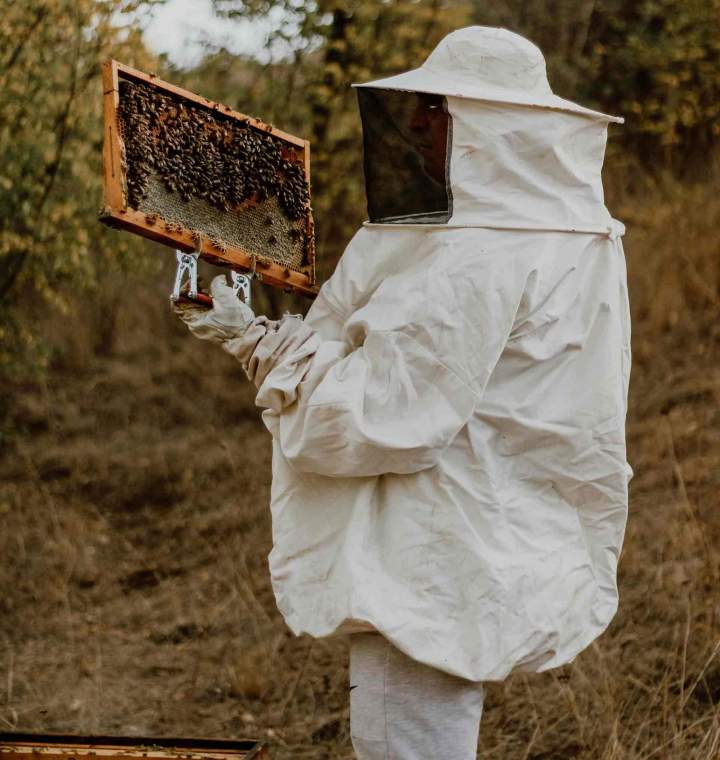 Récupération d'essaims d'abeilles Preuseville