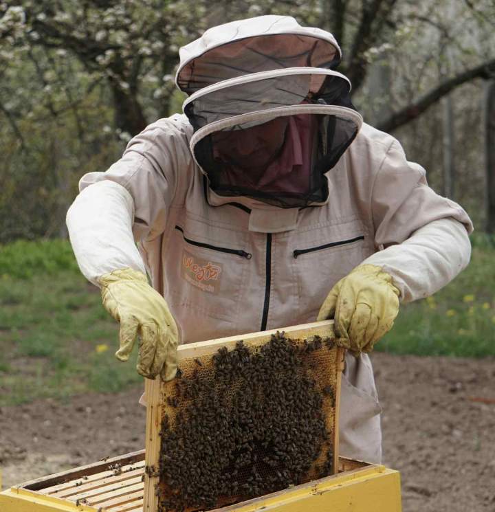 Expert en récupération d'essaims d'abeilles Preuseville