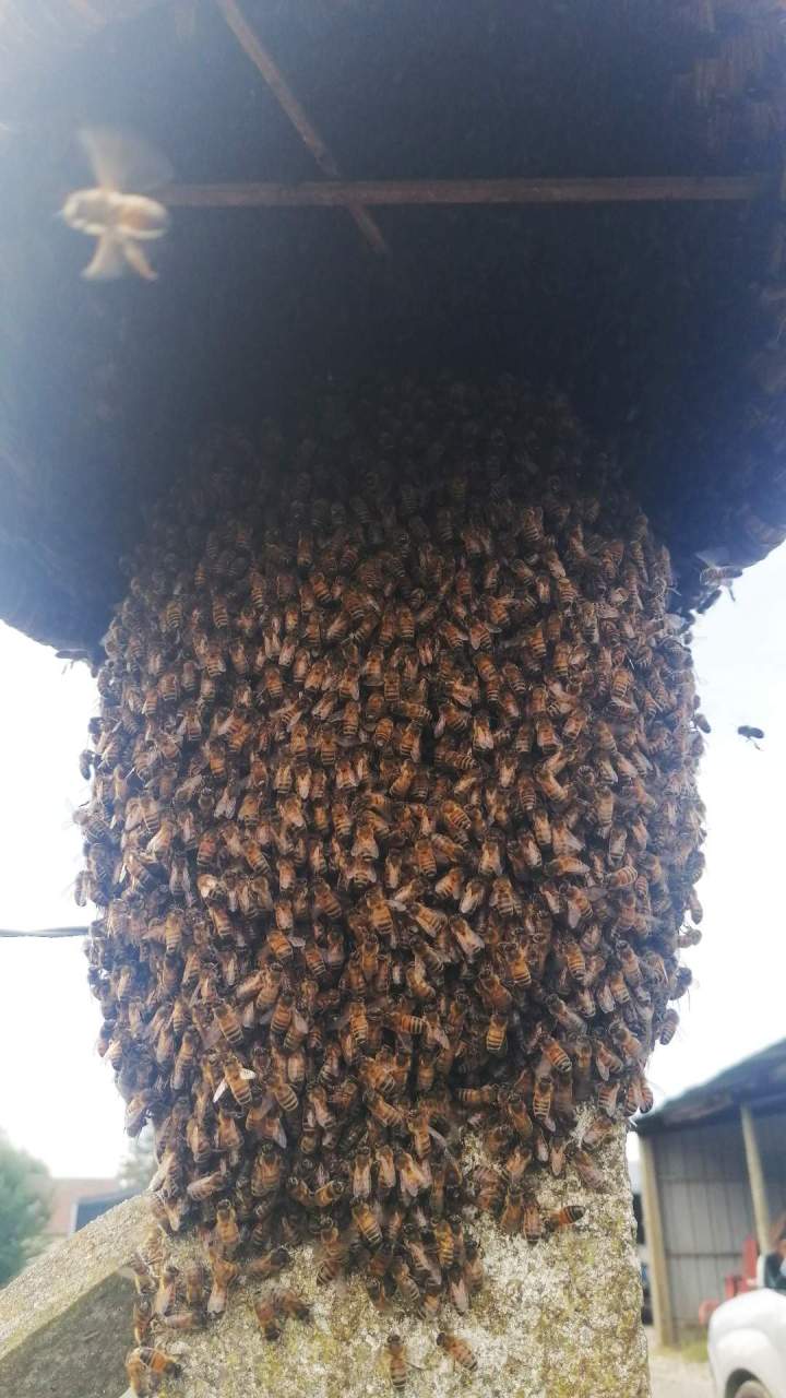 Récupération d'essaims d'abeilles Preuseville