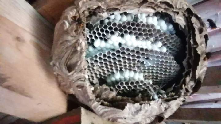 Nid de frelons Preuseville