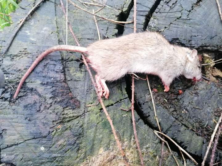 Service de dératisation Preuseville