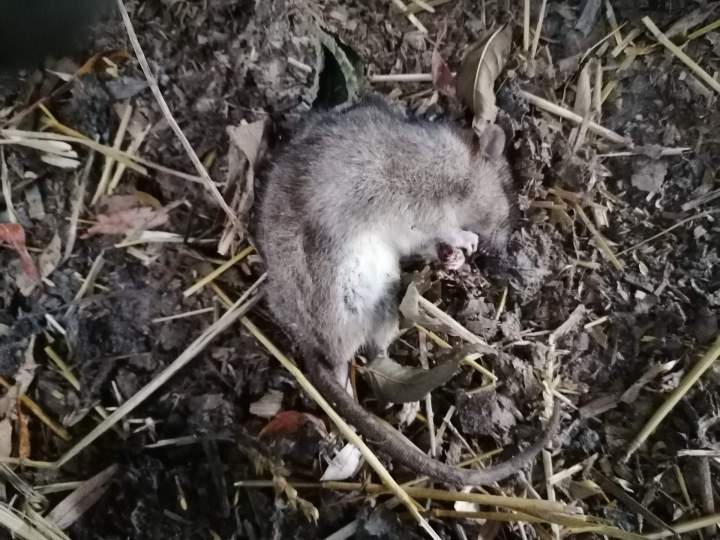 Dératisation Preuseville