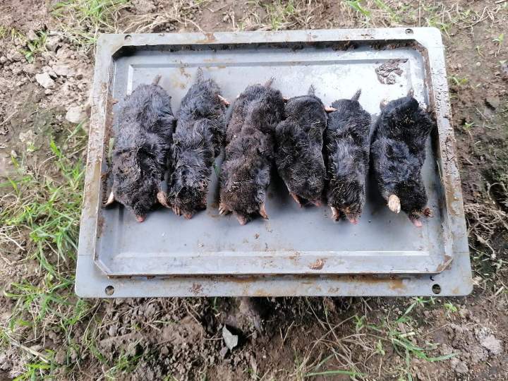 Désinfection nuisibles Preuseville