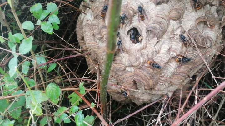 Enlèvement nid de frelons paintball Preuseville