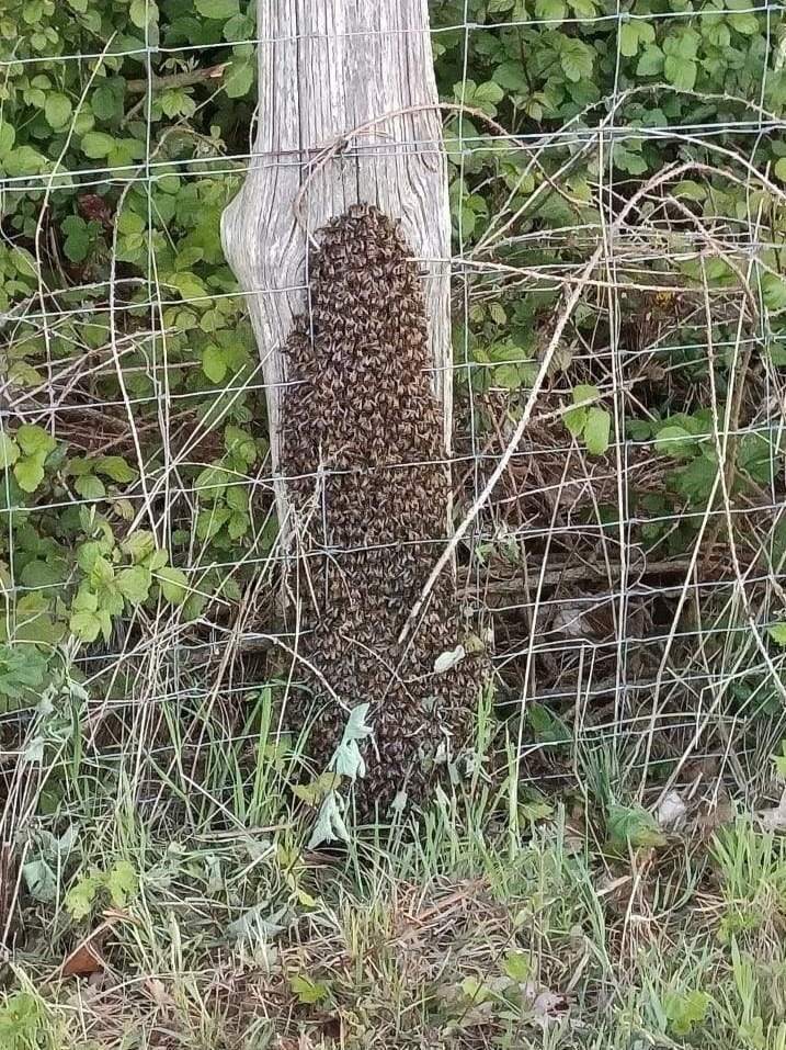 Nous récupérons les essaims d'abeilles en toute sécurité et rapidité.