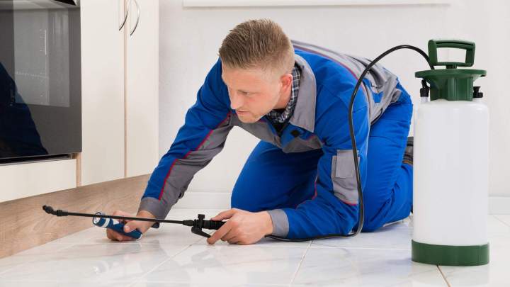 Poudre pour éliminer insectes Preuseville