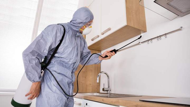 Destruction de nuisibles Preuseville